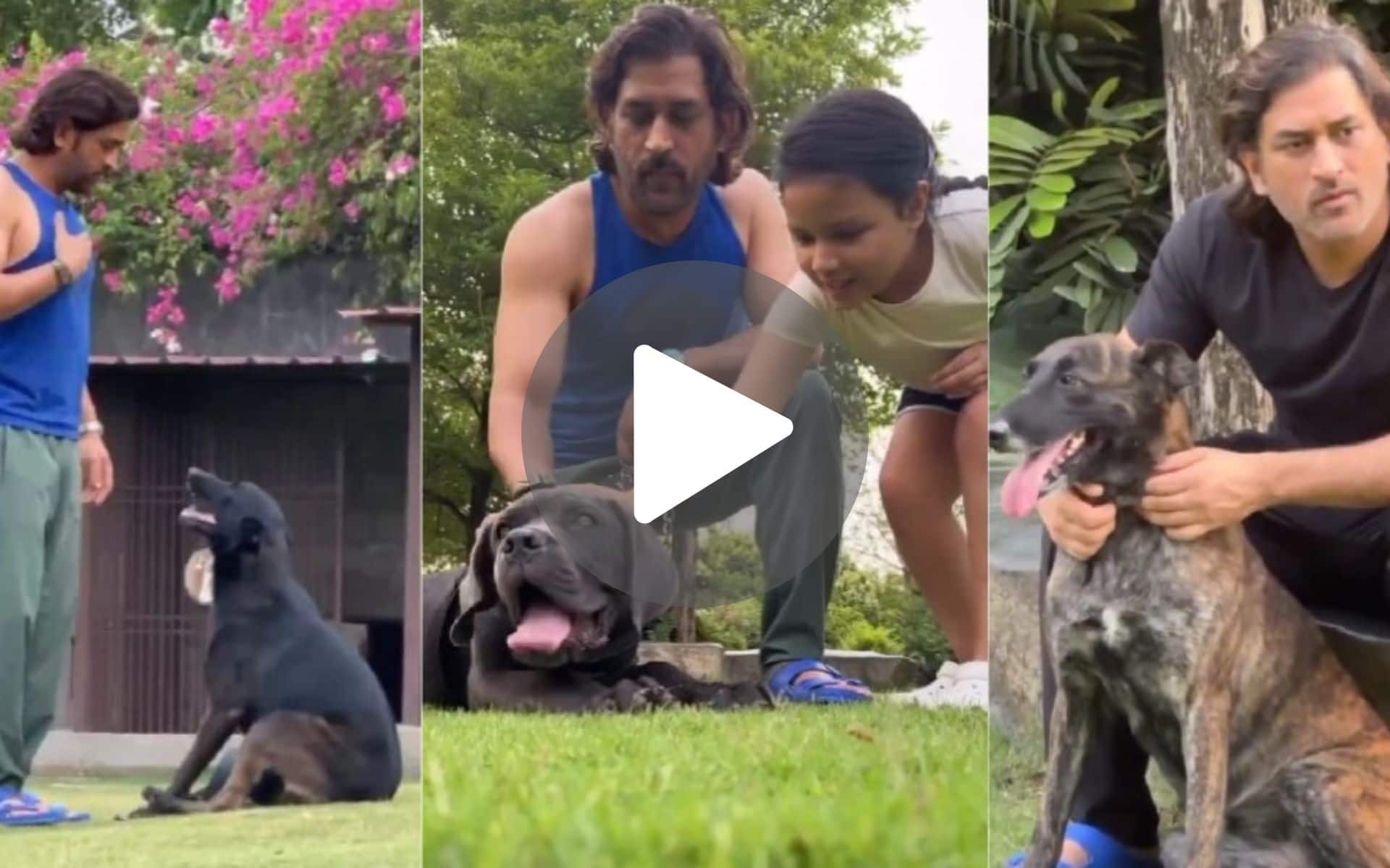 [Watch] Ziva Dhoni's Heartwarming Father's Day Tribute Ft. MS Dhoni And His Beloved Dogs